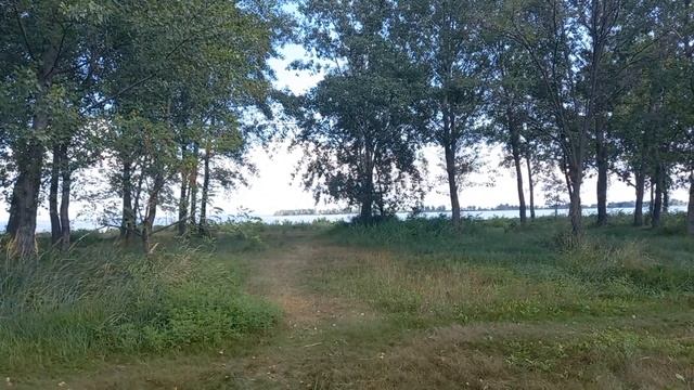 Идём на прогулку вместе 💛 Красота природы 🌻 Метельч?