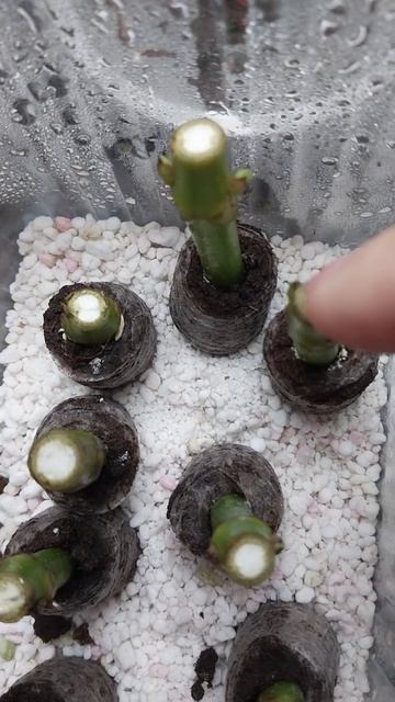 Спустя неделю как я поставила на укоренение черенки к?