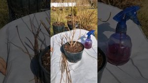 ГОРТЕНЗІЯ Little Spooky, ФОРМУВАННЯ ГОРТЕНЗІЇ , ОБРІЗАННЯ ГО