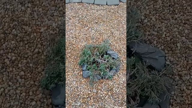 Можжевельники вилтони и принц уэльский. Сравним смотреть онлайн