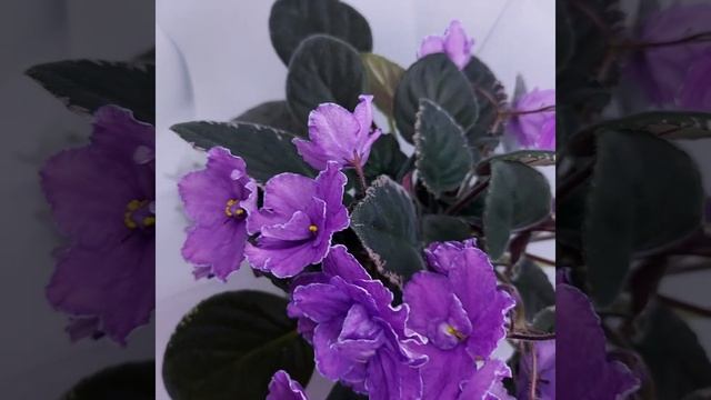 ВаТ-Аромат Глицинии #сортовыефиалки #saintpaulia #usambaraveilchen #