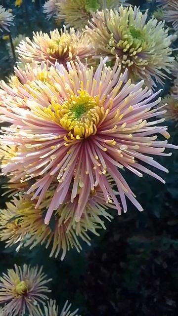 Бал хризантем Крым 2024 #flowers #цветы #garden #love #beautiful #nature смотреть онлайн