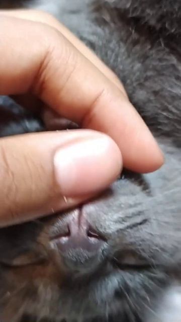 это ШОК!!! у кота есть человеческий зубы!!! 😬😱😱🤒 смотреть онлайн