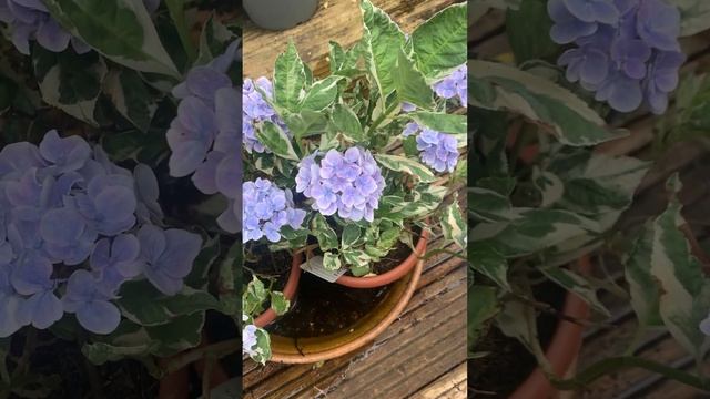 НЦГ - неопознанная цветущая гортензия. Подскажите наз? смотреть онлайн