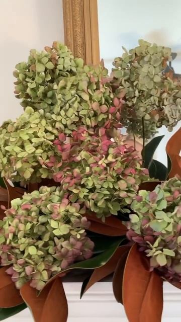 #hortensia #hydrangeaflower #гортензия #hydrangea #садгортензий #flower #panic смотреть онлайн