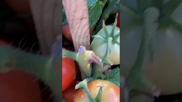 Помидоры детерминантые, открытого грунта, сорт Верочка, фирма Партнер