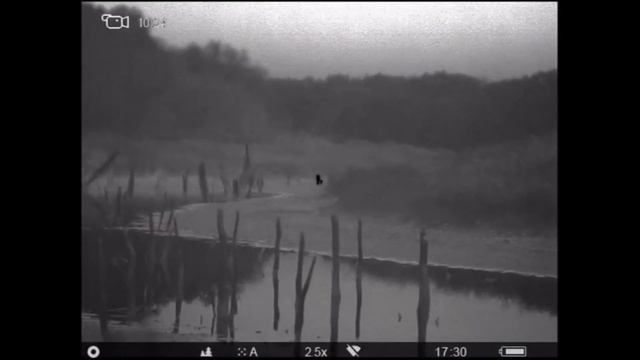 Охота на пятнистого оленя в Саратовской области. Зверя много, но мне в этот раз не повезло. смотреть онлайн