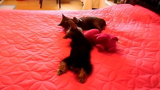 кошка Марфа и Йорки Глаша. Часть I. ТЫ Мое Счастье смотреть онлайн