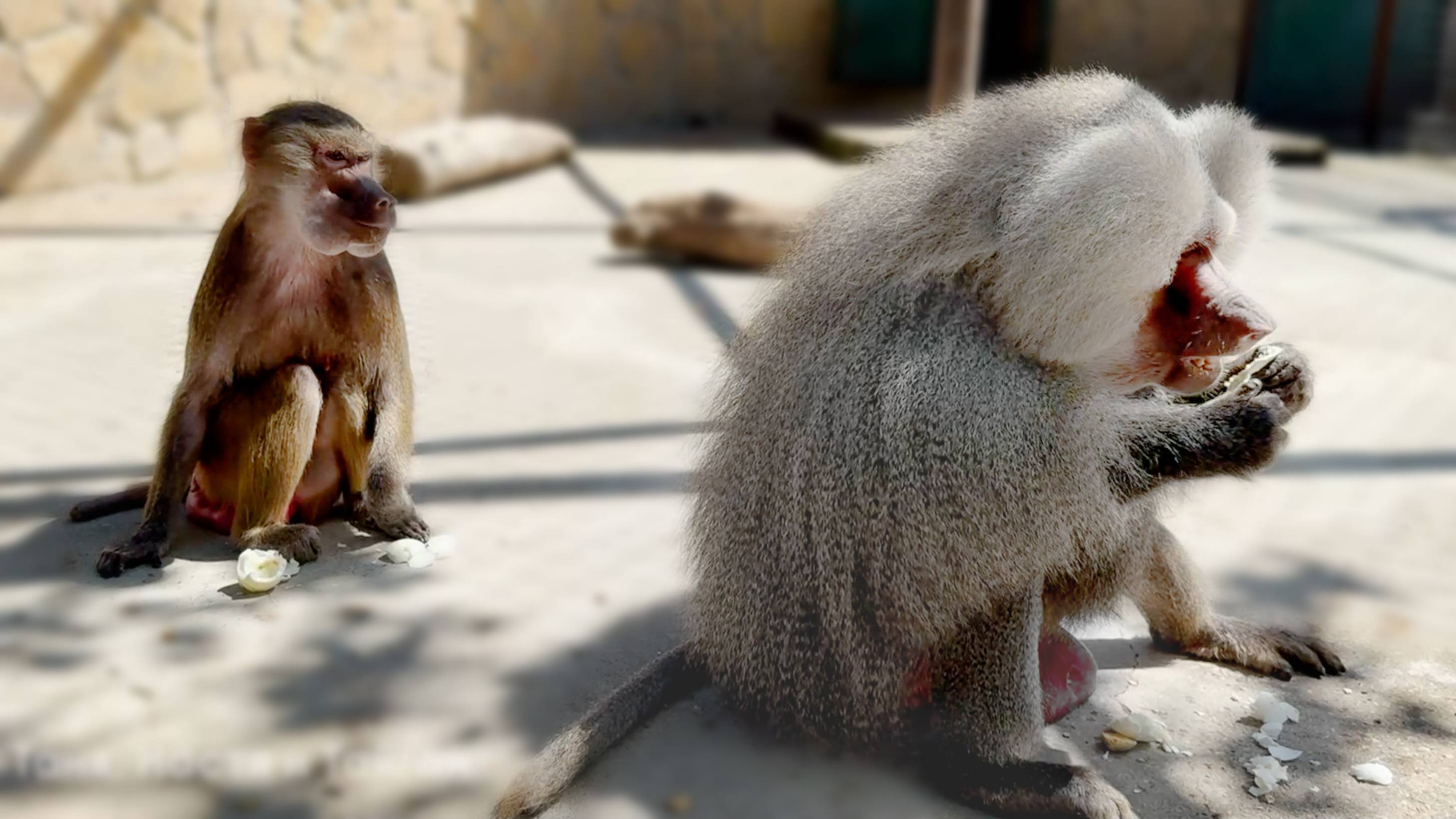 ЯЙЦА РАЗДОРА! Хватанула яйцо и вмиг поплатилась за это! Елисей продолжает учить Лиду жизни с самцом! смотреть онлайн