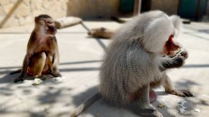 ЯЙЦА РАЗДОРА! Хватанула яйцо и вмиг поплатилась за это! Елисей продолжает учить Лиду жизни с самцом!