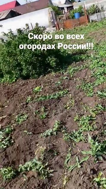 СКОРО ВО ВСЕХ ОГОРОДАХ РОССИИ!!! БУДЬТЕ БДИТЕЛЬНЫ!!! #hindi смотреть онлайн