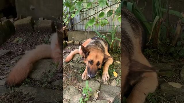 Овчарка послушно ест таблетку #всочиумаши смотреть онлайн