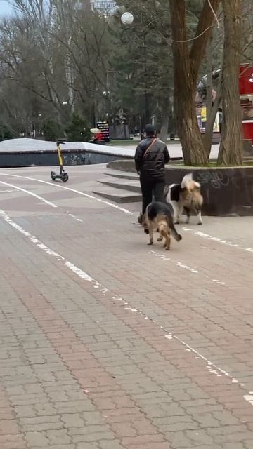 Милый друг моя собака Ростов- на-Дону смотреть онлайн