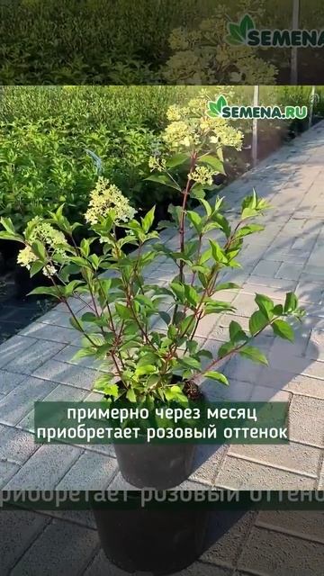 Гортензия метельчатая Ванилла Фрайз