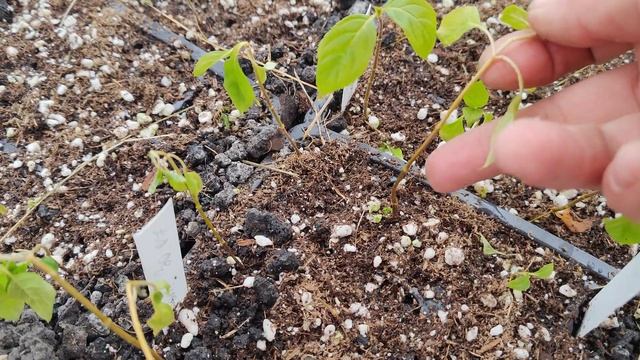 Как будут зимовать ЧЕРЕНКИ метельчатой гортензии?!ПОЗ