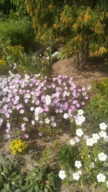 Петуния посевом в открытый грунт. Цветник в городском смотреть онлайн