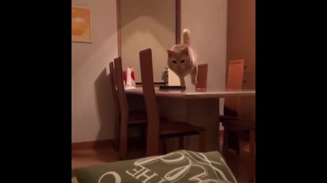 Cat's best #5 | Подборка приколов с котами смотреть онлайн