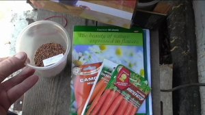 Посев моркови