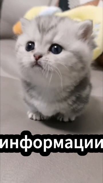 Бюджет как финансовый план как его составить #shorts смотреть онлайн