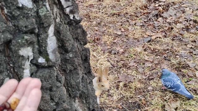 Белка на березе. Прячет и ест орехи. смотреть онлайн