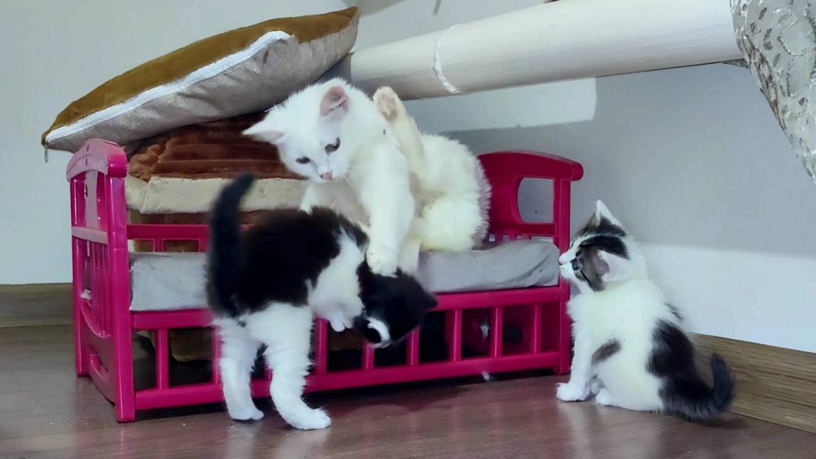 Мать-кошка воспитывает своих котят, потому что мать любит своих котят. смотреть онлайн