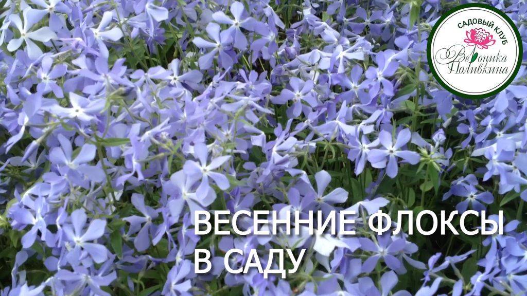 ВЕСЕННИЕ ФЛОКСЫ смотреть онлайн