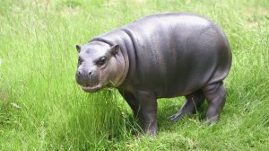 О Редких Животных Мира: Карликовый Бегемот | Аудиокнига