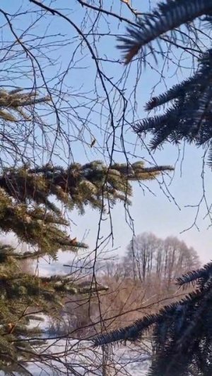 Черёмуха в феврале 🌸🌸🌸