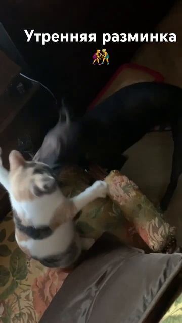 Счастье быть друг у друга #catlover #cute #animals #dogbreeds #ksolo смотреть онлайн