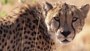 О Редких Животных Мира: Пятнистый Спринтер - Гепард | Аудиокнига