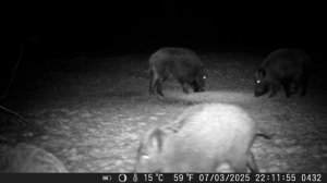 Охота на кабана .Кабан на кормушке.