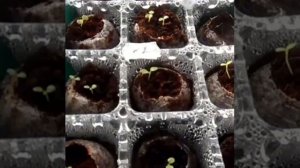 Мини парник теплица с подсветкой для рассады на подок?