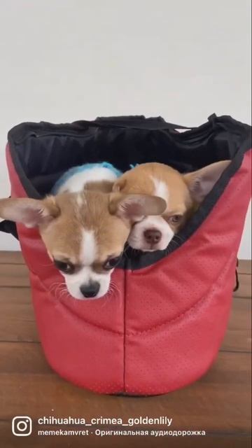 Мальчишечки чудо, каждый красив по своему, есть достав смотреть онлайн