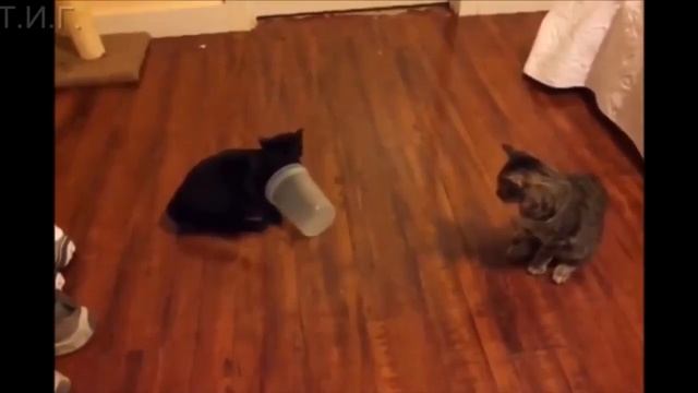 Приколы с котами подборка топовых приколов до слёз 2019№1!funny cats 2019! смотреть онлайн