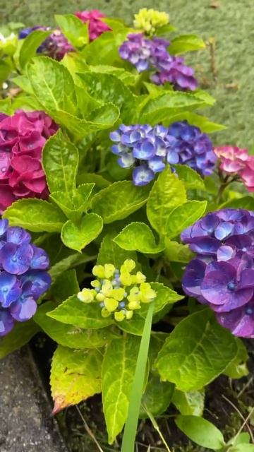 #hydrangea#macrophylla#гортензия#garden#гортензія#flowers #park#jardin#shorts#ア смотреть онлайн