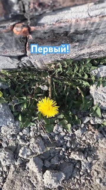 Цветы пошли))) #одуванчики #одуванчик #огород #грядки #в? смотреть онлайн