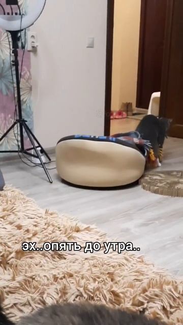 #животные #shorts #коты #кошки #лофткот #смешныекоты #юмор #смешныекоты #смешно #локи_лофткот #локи смотреть онлайн
