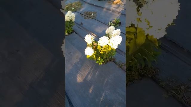 Метельчатые гортензии в моем саду смотреть онлайн