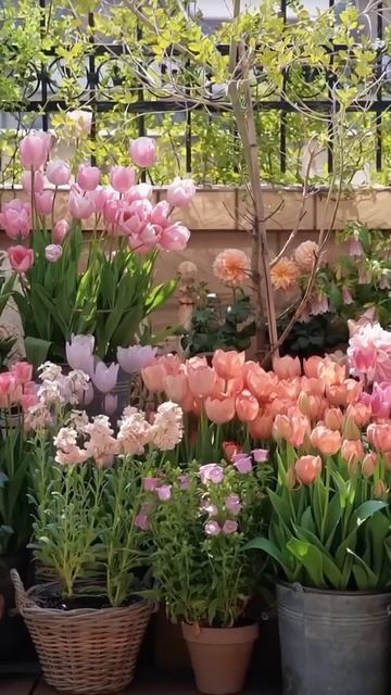 #garden#flower#сад#огород#цветы#тюльпаны#정원#庭#jardin#giardino смотреть онлайн