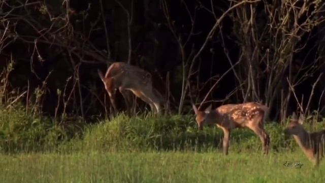 Эннио Моррикони " Одинокий Пастух". смотреть онлайн