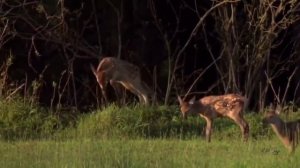 Эннио Моррикони " Одинокий Пастух".