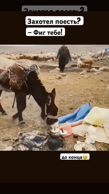Поесть не получится!😂😂😂 #животные #тикток #приколыс смотреть онлайн