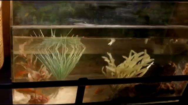 аквариум.avi смотреть онлайн