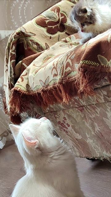 Эй, котик, слезай оттуда. #котята #кошки 4k смотреть онлайн