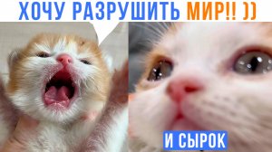 МЕЧТЫ КОТИКА ))) Приколы с котами | Мемозг 1602
