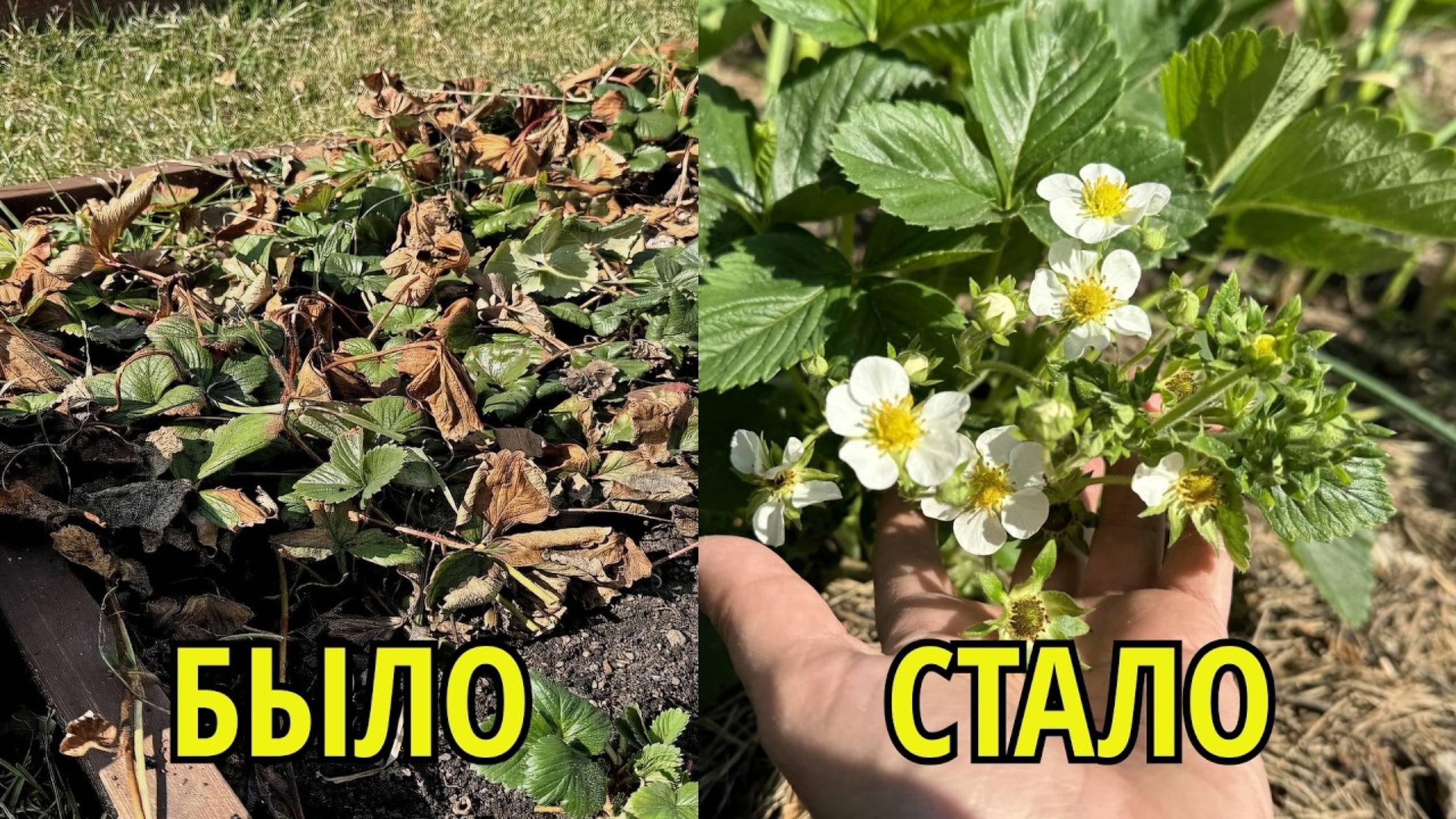 КЛУБНИКА МАЙ, САМАЯ ВАЖНАЯ ПОДКОРМКА и обработка от вредителей и болезней за 1 раз