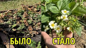 КЛУБНИКА МАЙ, САМАЯ ВАЖНАЯ ПОДКОРМКА и обработка от вредителей и болезней за 1 раз