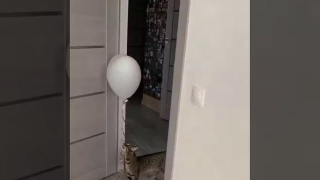 Приколы про кошку смотреть онлайн