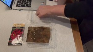 Проращиваем семена перца на джутовом коврике.