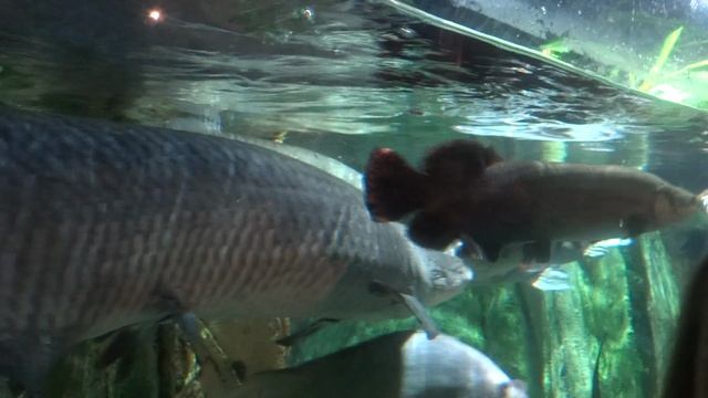 Огромные рыбы в Санкт-Петербургском океанариуме